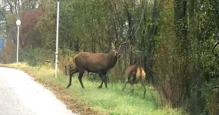 Ένα πανέμορφο ζευγάρι ελαφιών στη Φλώρινα έγινε viral στο διαδίκτυο – Ο υπέροχος λόγος