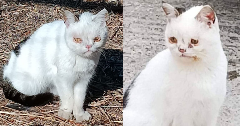 Λέσβος: Έσωσαν γάτα που ίσως πάσχει από σύνδρομο Down και περιφερόταν στα Λουτρά