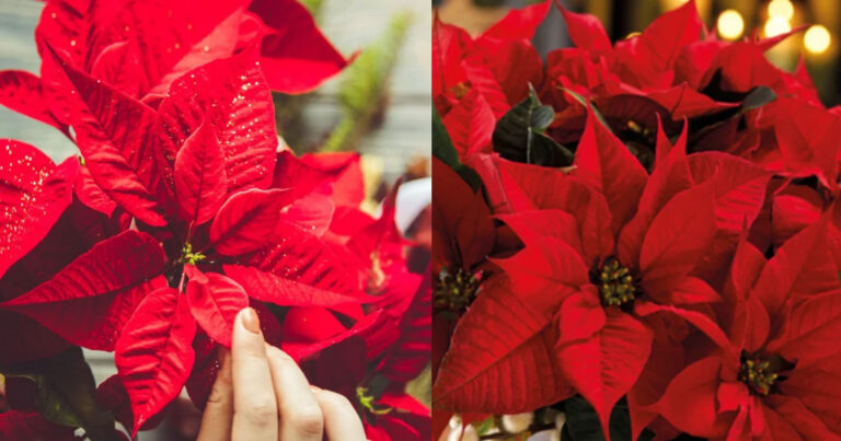 Αλεξανδρινό, το λουλούδι των Χριστουγέννων και η συγκινητική ιστορία του