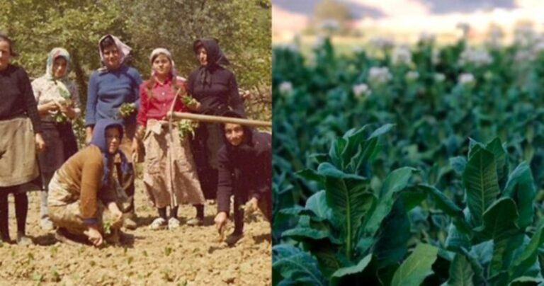 Τότε που φύτευαν και μάζευαν καπνό με τα χέρια στην Ελλάδα