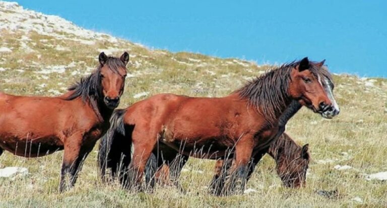 Ελληνικά άλογα – Ποια φυλή «γέννησε» τον Βουκεφάλα του Μέγα Αλέξανδρου