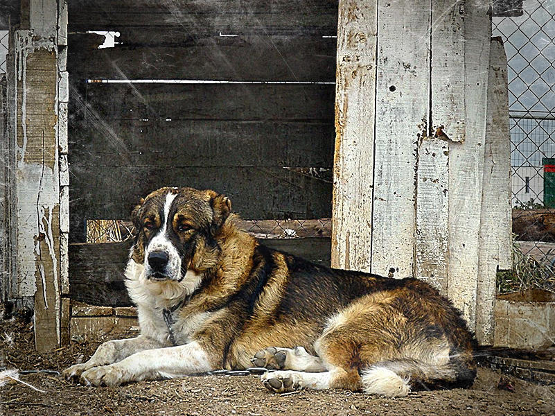 greeksheepdog