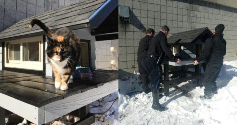 Μαθήματα ανθρωπιάς: Γάτα πηγαίνει συνέχεια σε αστυνομικό τμήμα και αστυνομικοί χτίζουν σπιτάκι για εκείνη