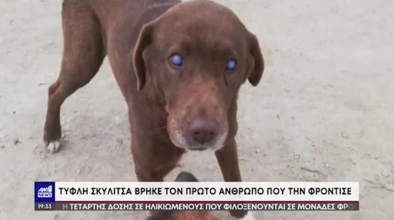 Νάουσα: Τυφλή σκυλίτσα περπάτησε 10χιλιόμετρα και επέστρεψε στον άνθρωπο που την είχε σώσει