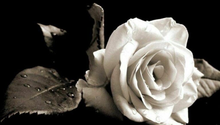 Σέρρες: «Σήμερα στην πόλη μας σκοτείνιασε νωρίς… για τον χαμό του Βασίλη»