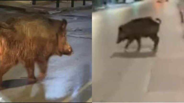 «Πού πας, ρε; Για ποτό;» Το viral βίντεο στο TikTok με πρωταγωνιστή ένα αγριογούρουνο να κόβει βόλτες στη Θεσσαλονίκη