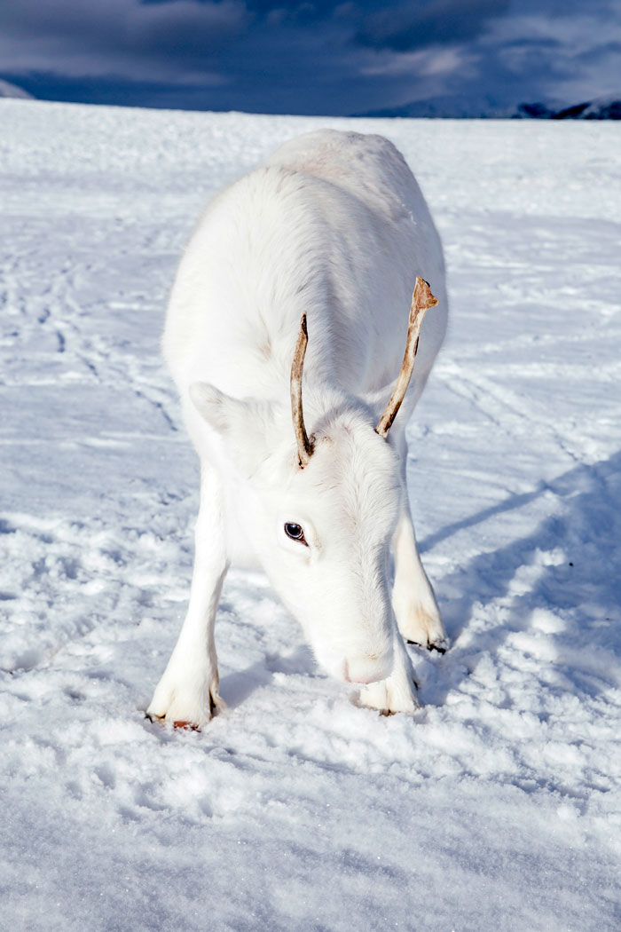 rare white baby reindeer norway 1 5c0535640beab 700