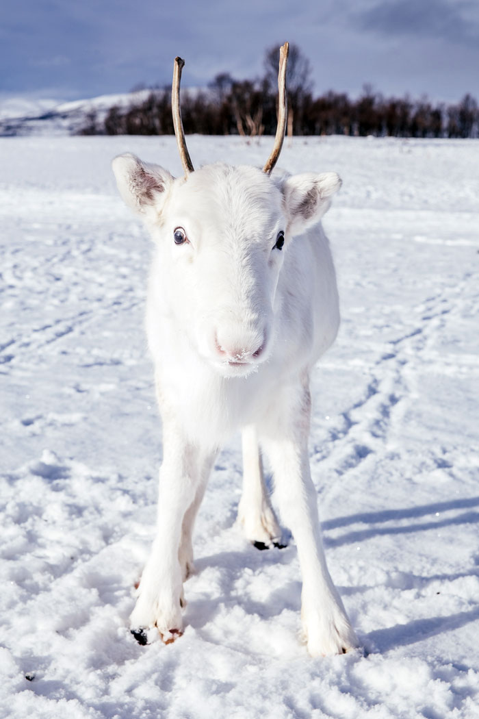 rare white baby reindeer norway 2 5c05356601eb0 700