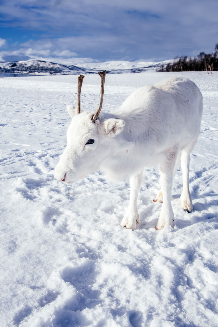 rare white baby reindeer norway 3 5c053567e725e 700
