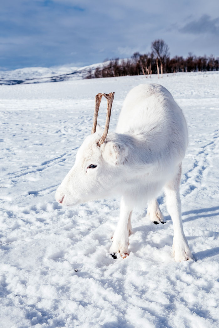 rare white baby reindeer norway 4 5c053569d10ec 700