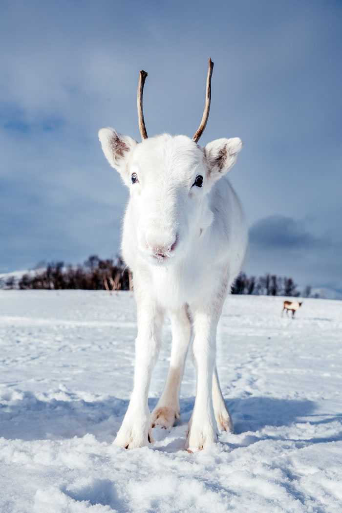 rare white baby reindeer norway 5 5c05356b98476 700