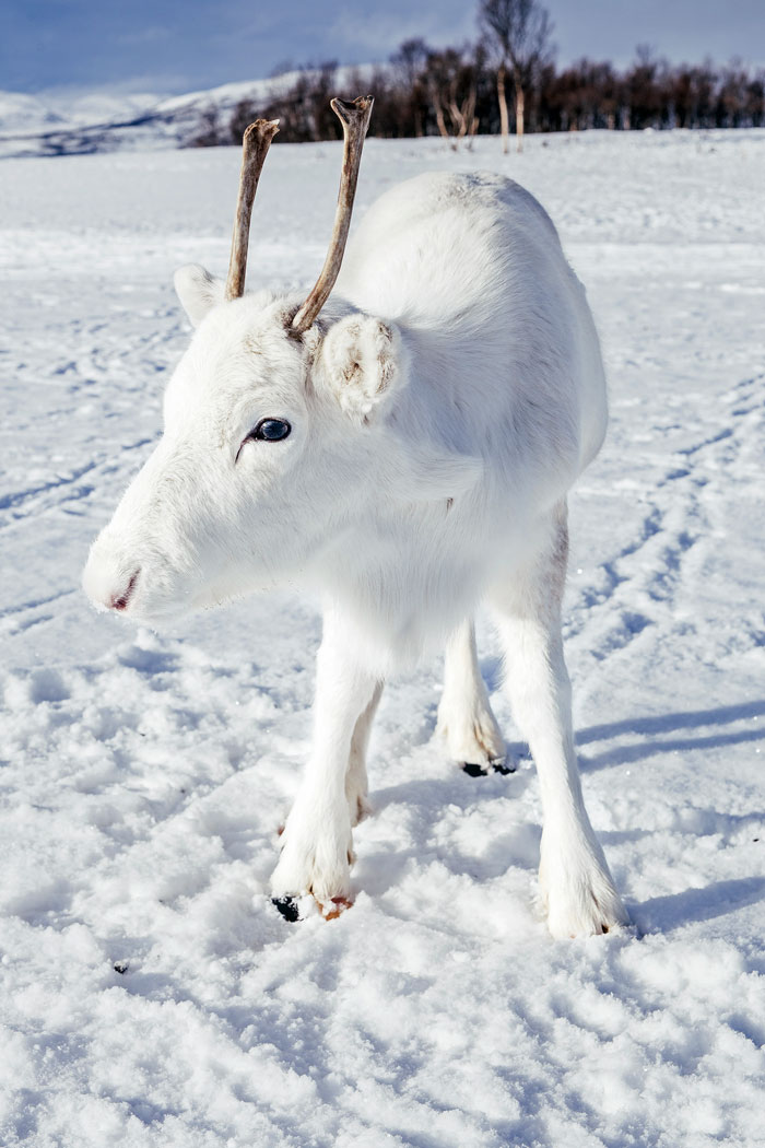 rare white baby reindeer norway 6 5c05356d941d0 700