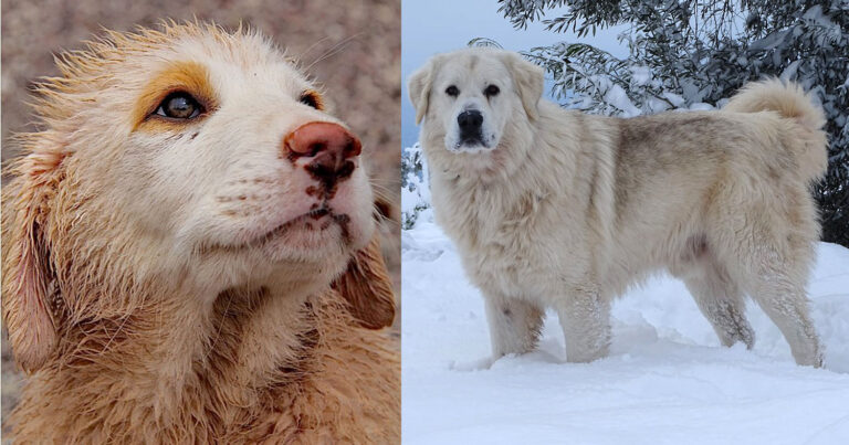 Ελληνικός ποιμενικός: Mία αρχαία ελληνική ράτσα που περιμένει εδώ και δεκαετίες επίσημη αναγνώριση