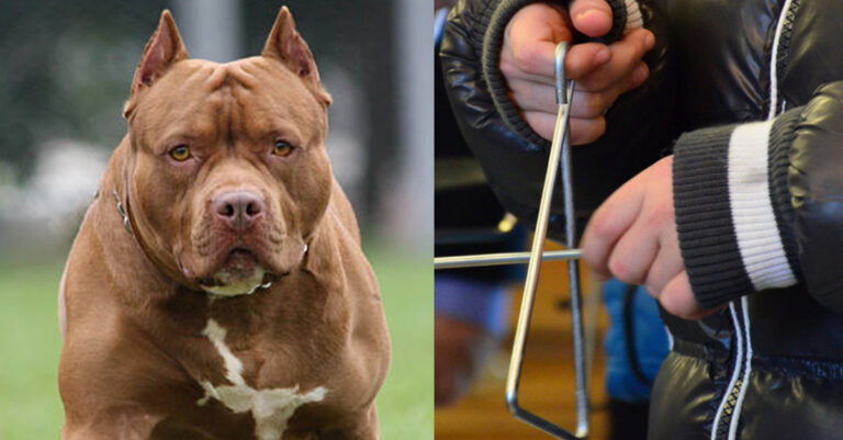 Εφιάλτης: Σκύλος ράτσας πίτμπουλ επιτέθηκε σε μικρό παιδί που έλεγε τα κάλαντα