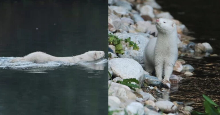 Απίστευτο: Βρέθηκε λευκό μινκ στο ποτάμι του Κηφισού για πρώτη φορά