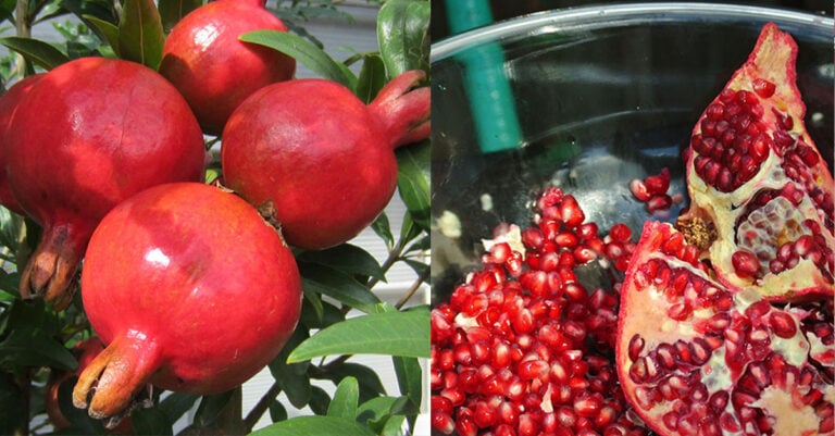 Το πανάρχαιο ελληνικό έθιμο του σπασίματος του ροδιού την Πρωτοχρονιά