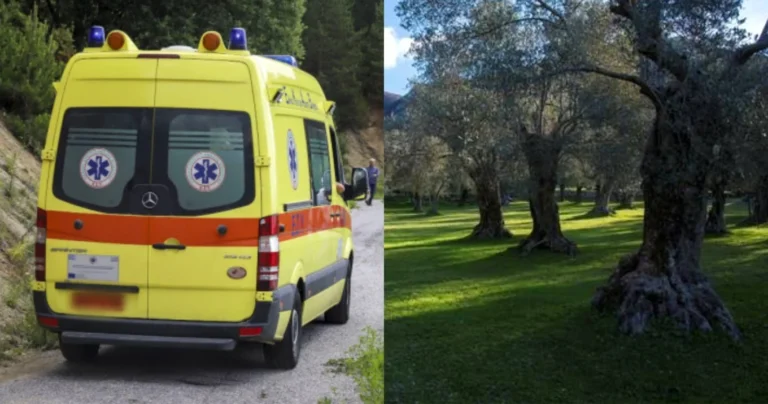 Τον βρήκαν νεκρό σε ελαιώνα: Τραγικό τέλος για άνδρα στη Θεσπρωτία, κατέληξε ενώ μάζευε ελιές