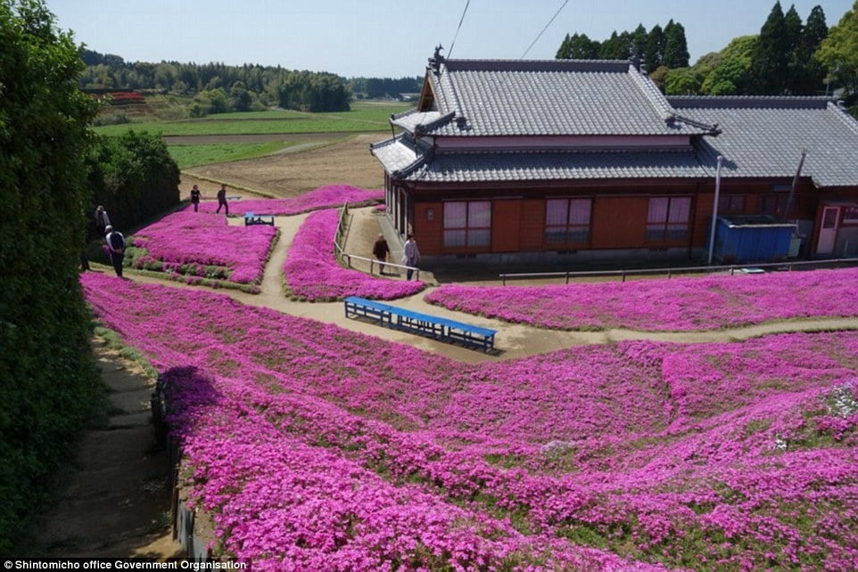 3158dc3600000578 3453325 beauty he planted thousands of bright pink shibazakura flowers a a 56 1455820384138