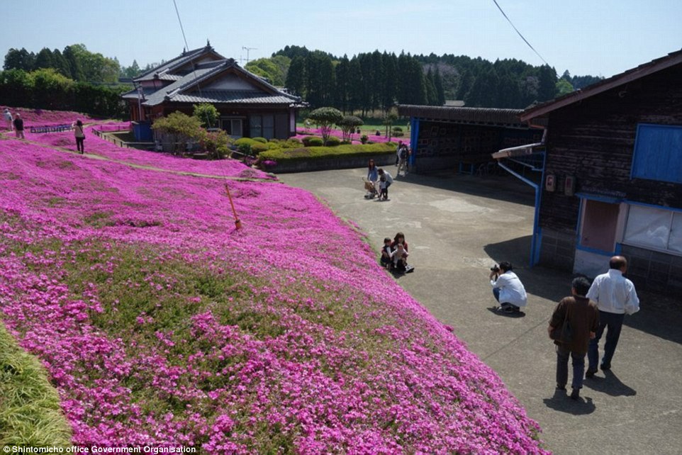 3158dc4700000578 3453325 tourists people now come from all over japan to see the garden f a 62 1455820401567