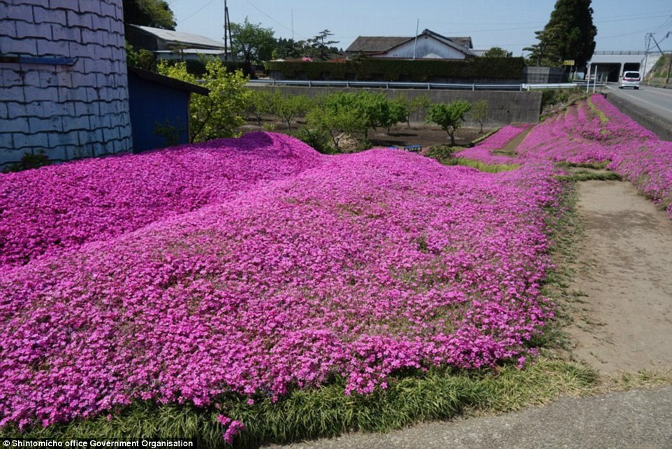 3158dc4c00000578 3453325 colourful the beautiful carpet of shibazakura flowers surrounds a 69 1455820419593