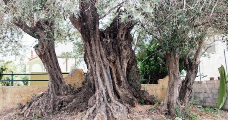 Η «Ελιά της Όρσας»: Το δέντρο 2500 ετών στη Σαλαμίνα που έζησε τη Ναυμαχία του 480 π.χ.