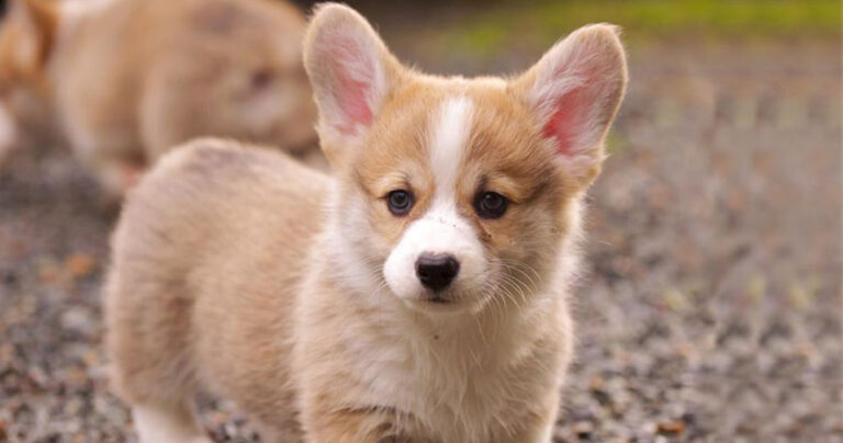 Τα σκυλιά μπορούν να καταλάβουν αν κάποιος είναι κακός άνθρωπος