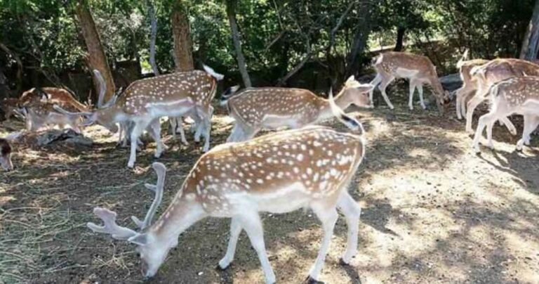 Τα ελαφάκια της Παναγίας Εικοσιφοίνισσας