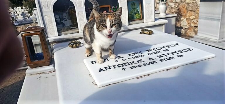 Άστρος Κυνουρίας: Γατάκι ζει μόνιμα στον τάφο των ανθρώπων που το είχαν