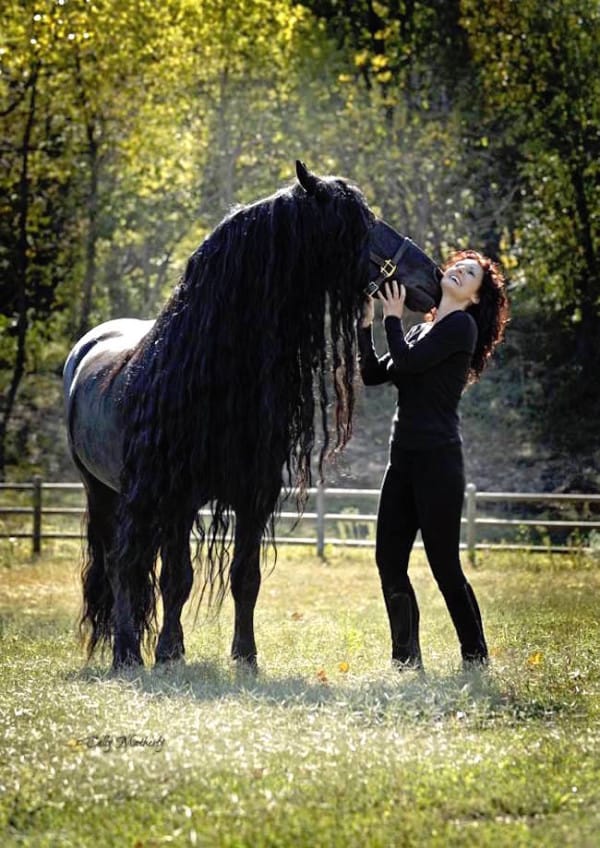 frederikstallion_f-600x848