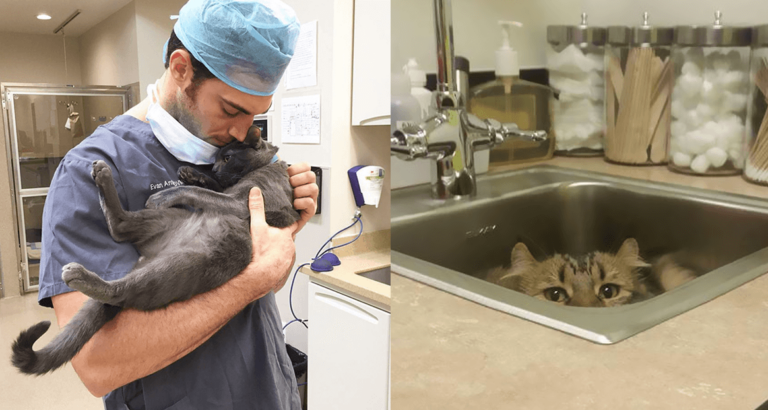 Κλινική προσλαμβάνει άτομα για να αγκαλιάζουν γατάκια κάθε μέρα