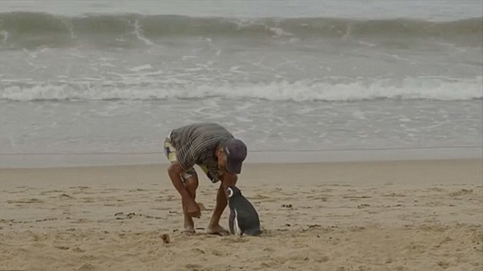 man-saves-penguin-returns-swims-5000-miles-17