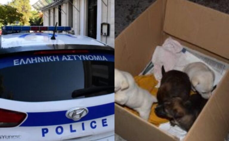 Αμαλιάδα: Πρόστιμο 250.000 ευρώ σε 72χρονο που εγκατέλειψε νεογέννητα κουτάβια σε δάσος