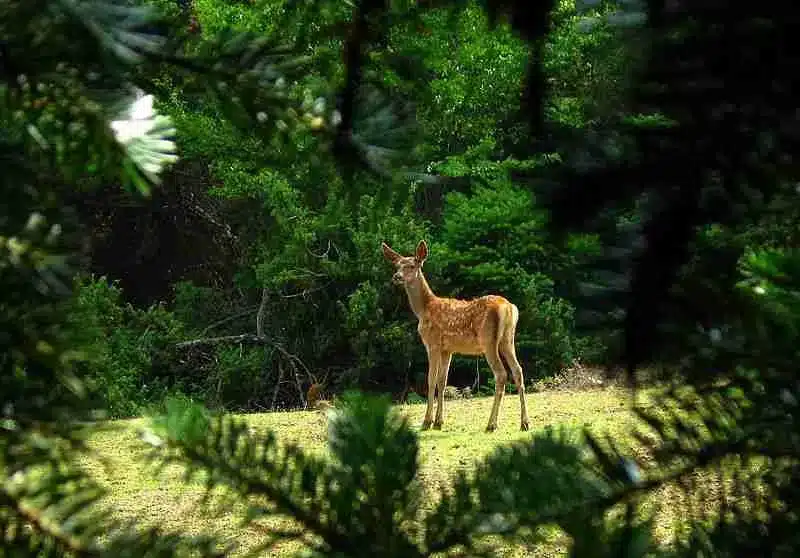 cervus elaphus