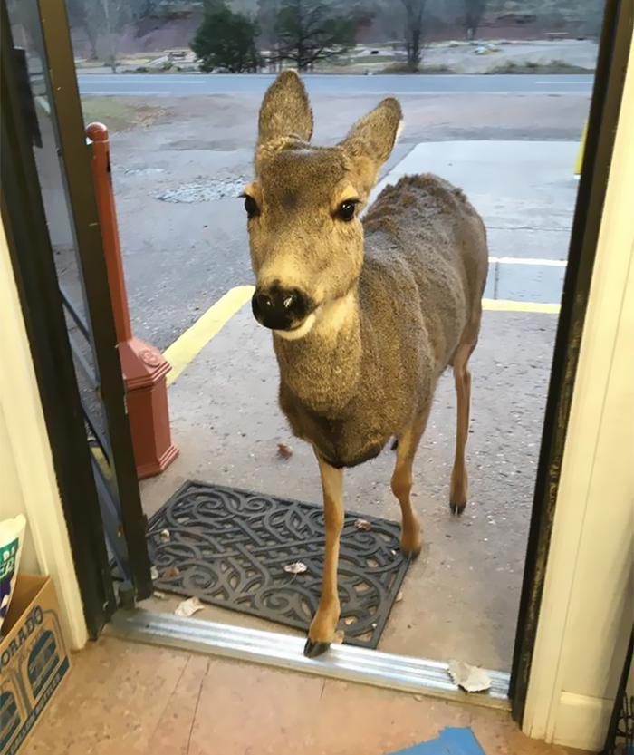 deer family visits store colorado 1 5a326e15515d7 700