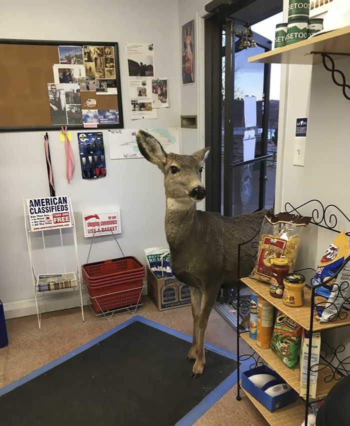 deer family visits store colorado 2 5a326e189897e 700