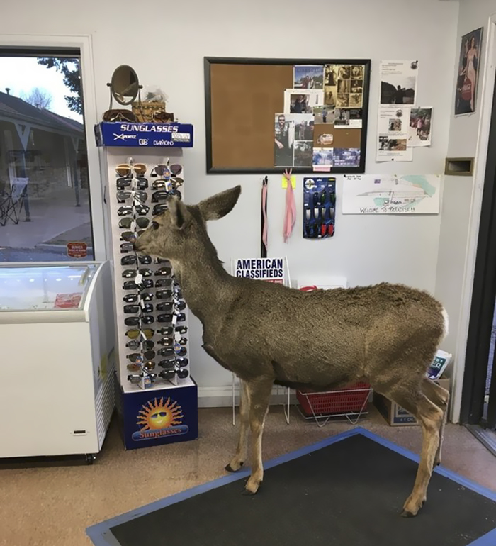 deer family visits store colorado 3 5a326e1ab03ab 700