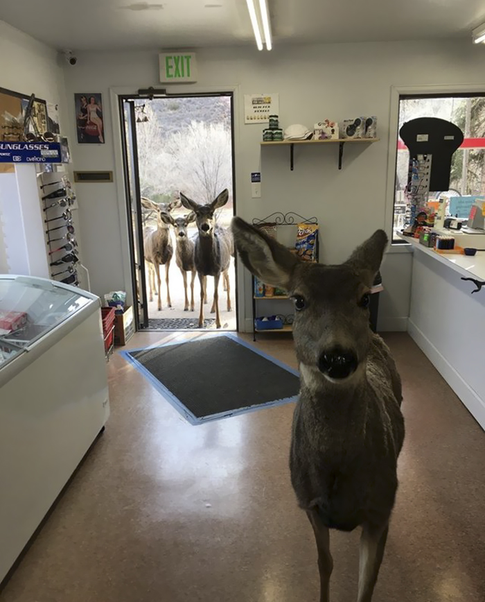 deer family visits store colorado 4 5a326e1eb095a 700