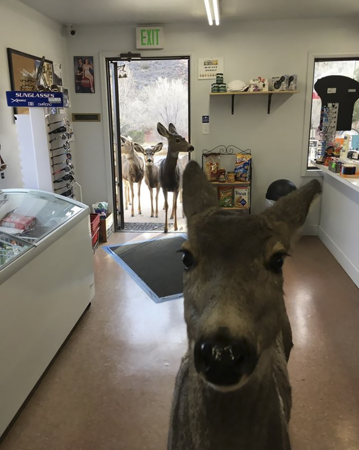 deer family visits store colorado 5 5a326e23b2993 700