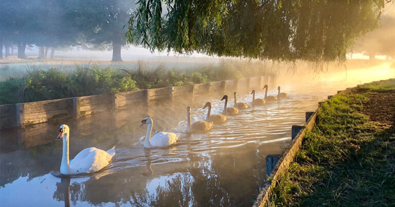 Εκπληκτική φωτογραφία δείχνει οικογένεια κύκνων να κάνει βόλτα σε λίμνη