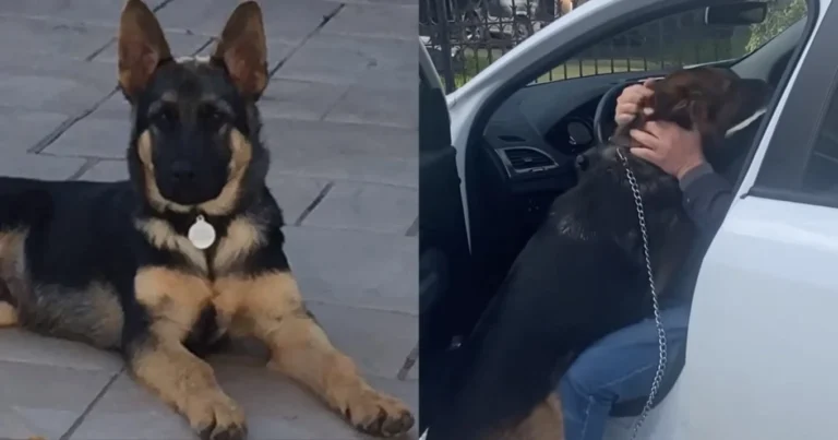 Έκλαψαν όλοι: Θεσσαλονικιός βρίσκει τον χαμένο του σκύλο 5 χρόνια μετά και η αντίδρασή του «ραγίζει» καρδιές