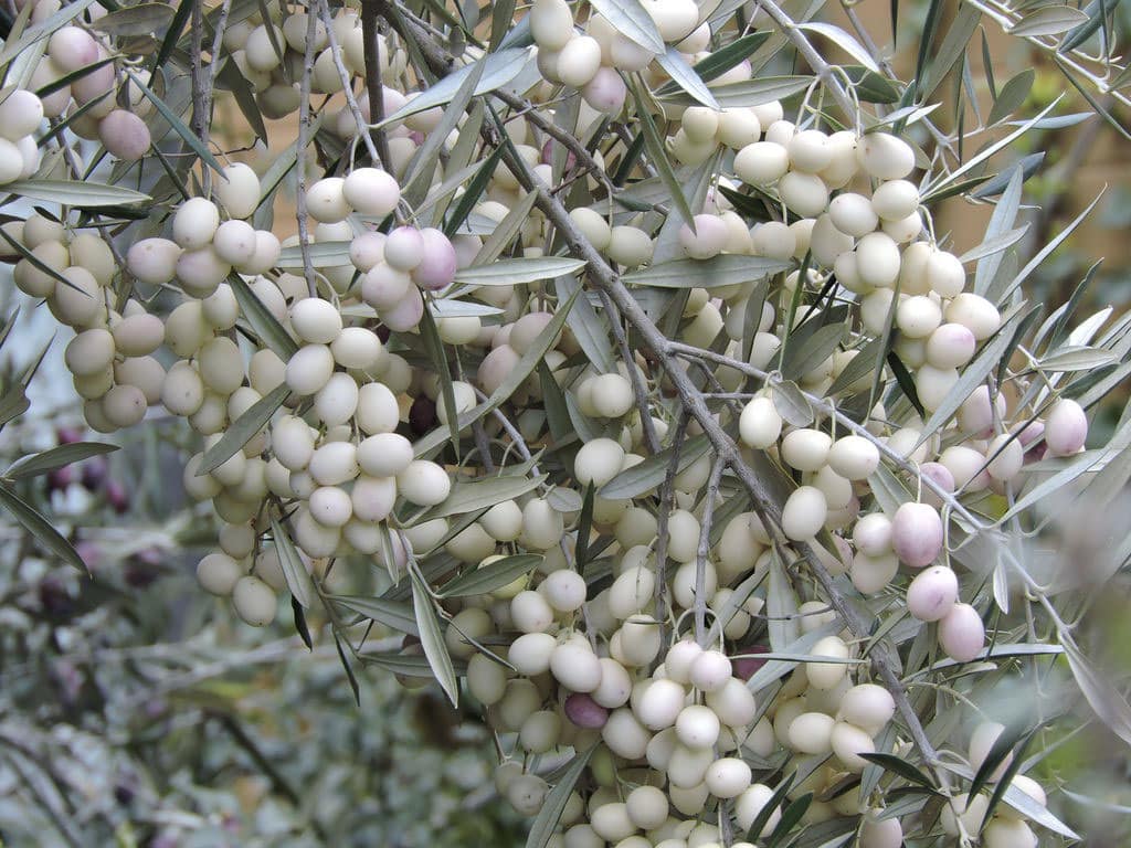 olea leucocarpa