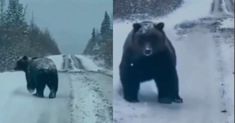 Πέλλα: Απάτη η συνάντηση του οδηγού με αρκούδα – Δείτε τις επίμαχες αναρτήσεις