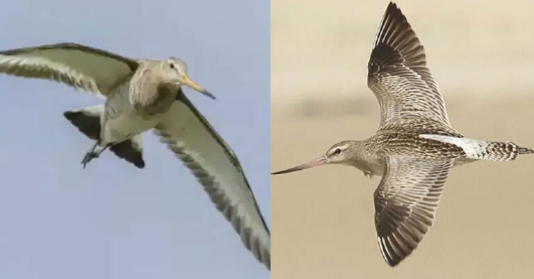 Ρεκόρ μετανάστευσης: Θαλασσολιμόζα πέταξε 8.435 μίλια χωρίς στάση – Ταξίδι 11 ημερών