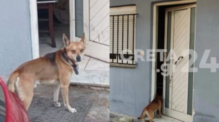 Σαν άλλος «Χάτσικπο»: Ραγίζει καρδιές ο σκύλος του 53χρονου που βρέθηκε νεκρός  –  Τον περιμένει έξω από το σπίτι