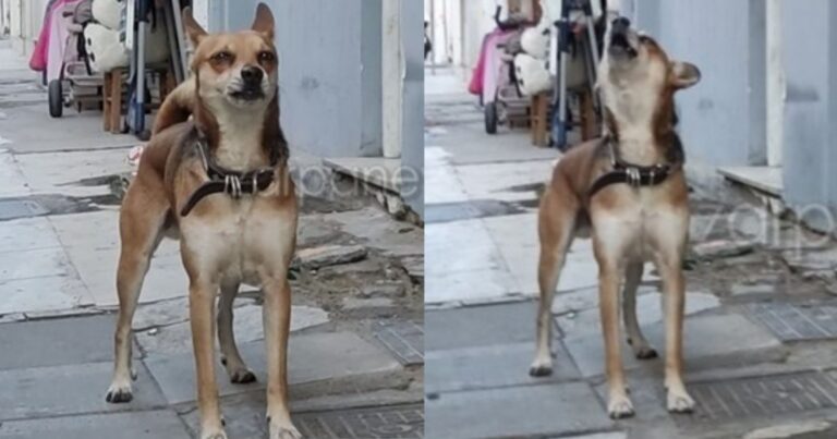 Συνεχίζει να συγκινεί ο «Χάτσικο» των Χανίων: Ο Σνούπι κλαίει περιμένοντας τον 53χρονο έξω από το σπίτι