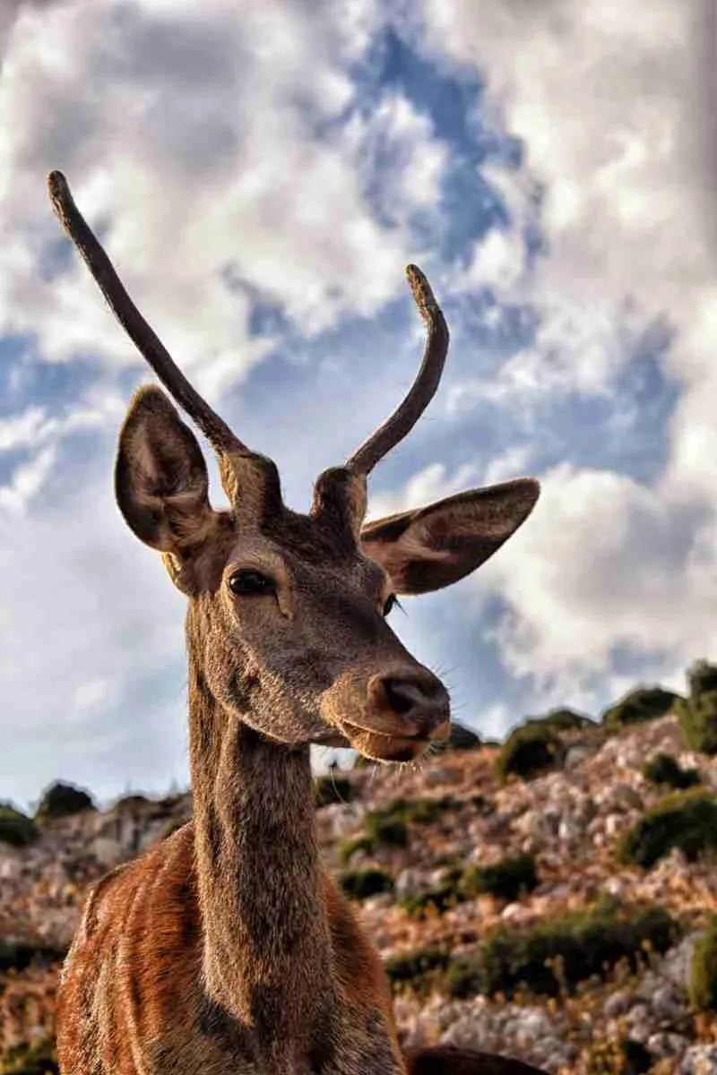 the red deer of the parnitha mountain