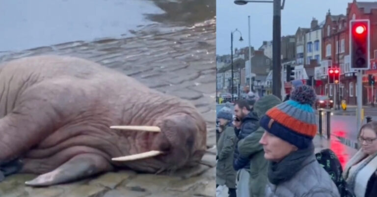 Ανέβαλαν τους πρωτοχρονιάτικους εορτασμούς σε πόλη της Αγγλίας για να μην τρομάξουν θαλάσσιο ίππο  