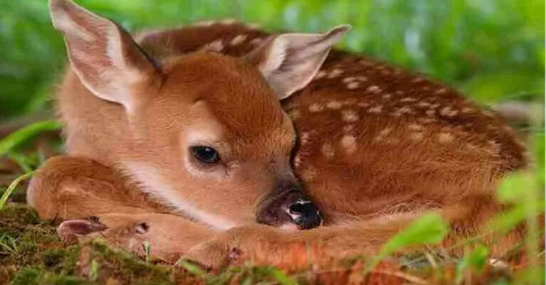 Το υπέροχο κόκκινο ελάφι της Πάρνηθας είναι το μεγαλύτερο φυτοφάγο ζώο της Ελλάδας
