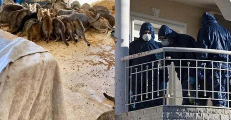 150 πεινασμένες γάτες γύρω από το νεκρό ζευγάρι: Μυστήριο με τα δύο πτώματα που βρέθηκαν μέσα στο σπίτι