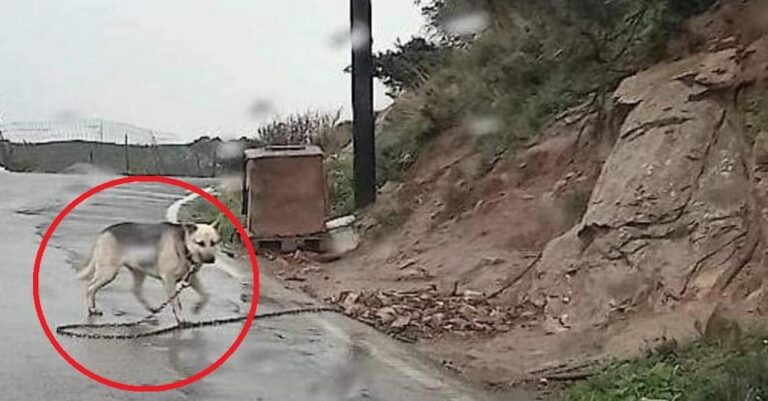 Ηράκλειο Κρήτης: Συνελήφθη άνδρας που είχε διαρκώς δεμένο στον δρόμο και απομονωμένο τον σκύλο του κοντά στη Ρογδιά